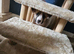 Akita cross puppies for sale