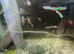 Endler Livebearers Males and females available