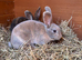 Stunning Mini Rex boys LAST TWO ready now