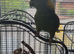 Parrot rescue