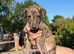 Lurcher Puppies