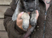 Wolfhound/Caucasian