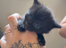 Kittens for sale
