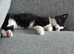 3 month old female kitten