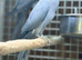 Ring neck parrot