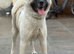 Quality KC registered American Akita Puppies