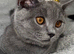 BIG Discount - Stunning British Shorthair