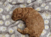 CAVAPOO FEMALE PUPPY