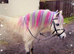 Cute lead rein pony has ridden off