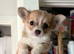 Adorable pure chihuahuas