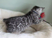 Fully Health Tested Bengal Kittens