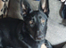 Belgium Malinois