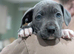 Blue staffies