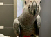 Baby African grey Glasgow