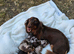 Minature daschund