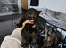Mixed litter kittens ( ginger females)