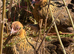 Lovely pekin girl for sale