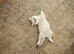 2 GCCF Registered British Shorthair Kittens For Sale