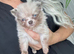 Tiny Pomeranian cross chihuahua puppy