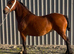 Joanie , needs educational home