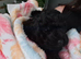 Miniature poodle puppies