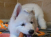 CHAMPAGNE LONG COAT GSD GIRL