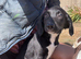 Sprollie Pups 1 Boy left