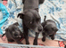Beautiful KC registered Blue Staffordshire bull terriers