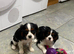 K C Reg Cavalier King Charles