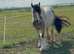 4.5year old dun and white mare