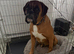 Female boxer