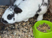 2 rabbits