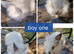 5 beautiful litter of dwarf lionhead cross mini lion lop ready to go now