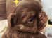 Special quality imperial shih Tzu