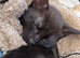 Kittens for sale