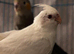 Silly tame hand reared cockatiels for sale