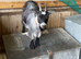 20 month old Pygmy goat female