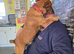 Patterjack - 1 year old - for sale