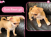 Chihuahua puppies