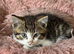 2 kittens one boy one girl
