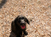 Dashshund x toy poodle