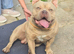 boy pocket bully for sale