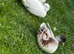 Call ducks