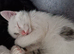 6 playful kittens ..ready now