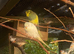 Young pretty budgies for sale