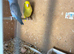 Beautiful pair of  parkeets
