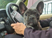 Female frenchie