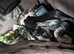 IMG Boa constrictor