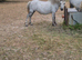 Welsh Section mare