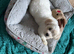 3 puppies available